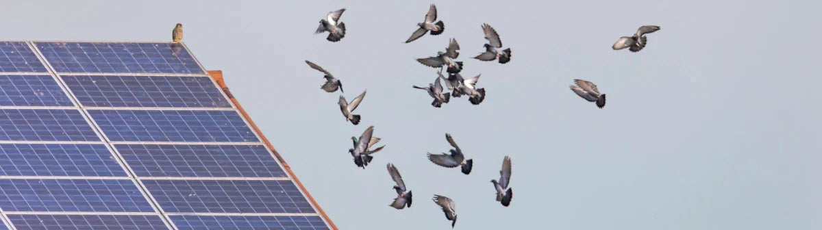 Taubenabwehr für die Photovoltaik-Anlage: Methoden, Kosten und worauf es wirklich ankommt